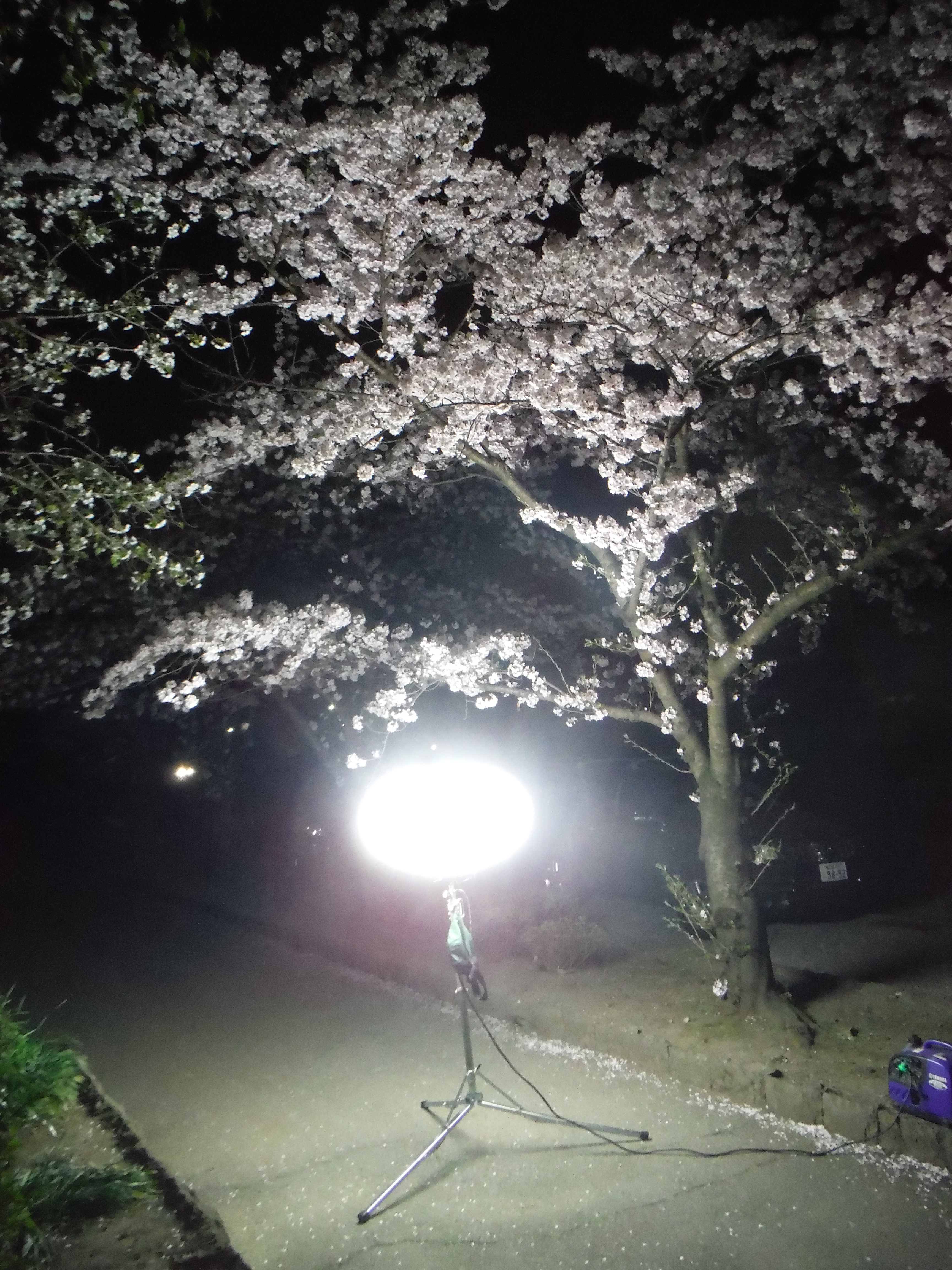夜桜6